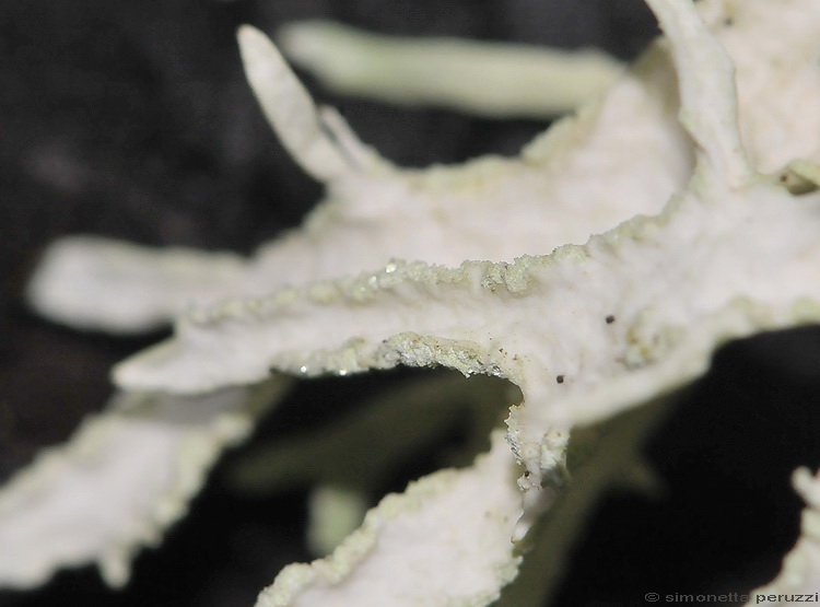 Ramalina sp.? - No,  Evernia prunastri